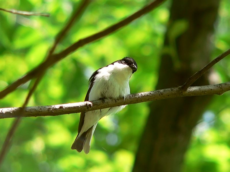 Balia nera (Ficedula hypoleuca)