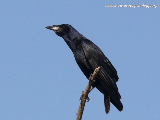 Raven (Corvus corax)