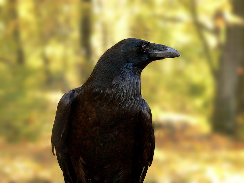 Raven (Corvus corax)