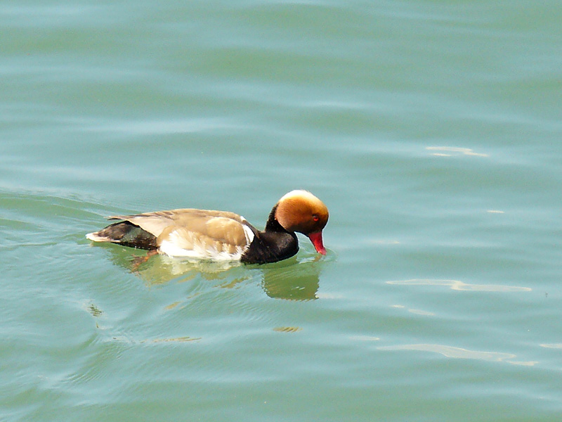 Red-crested Pochard (Netta rufina)
