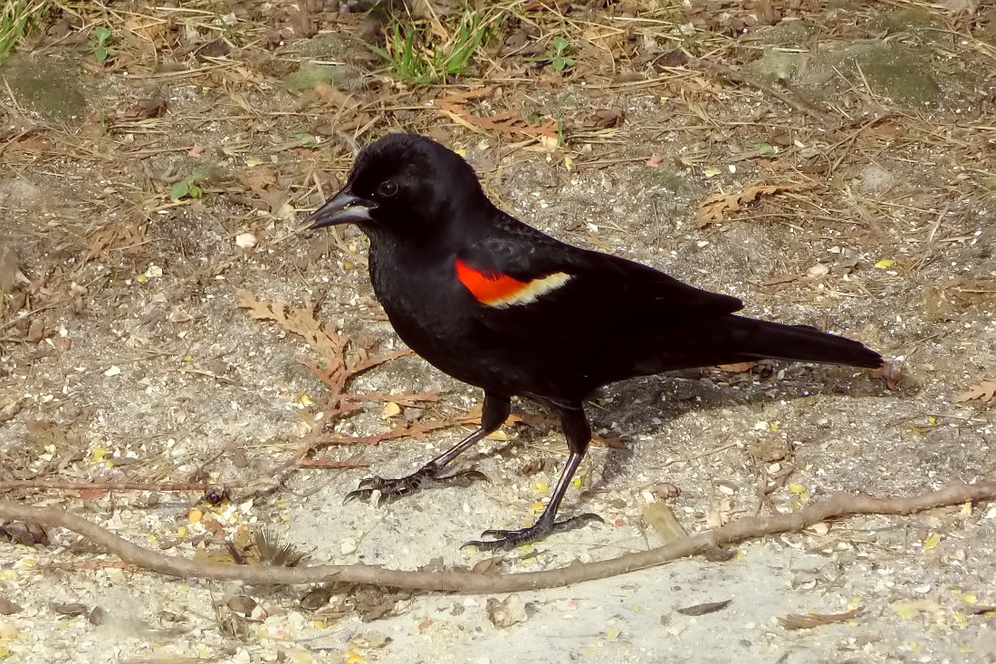 L'ittero alirosse o merlo dalle ali rosse o merlo ad ali rosse (Agelaius phoeniceus)