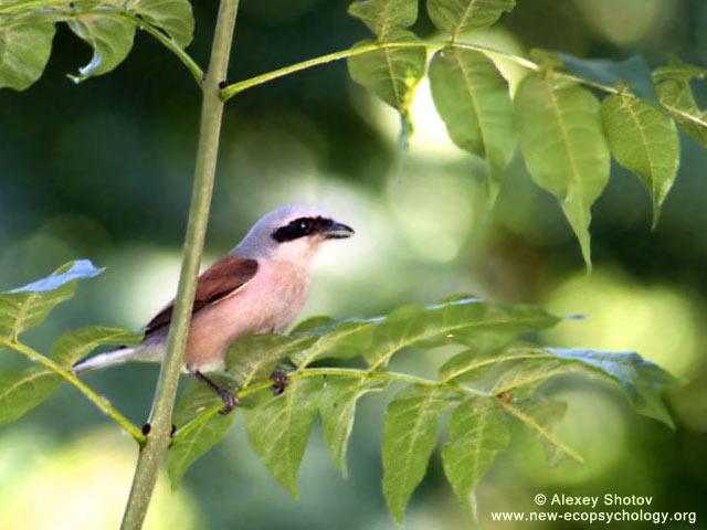 Red-backed Shrike (Lanius collurio)