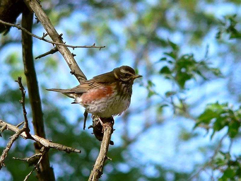 Redwing (Turdus iliacus)