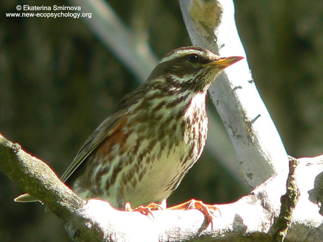 Redwing (Turdus iliacus)