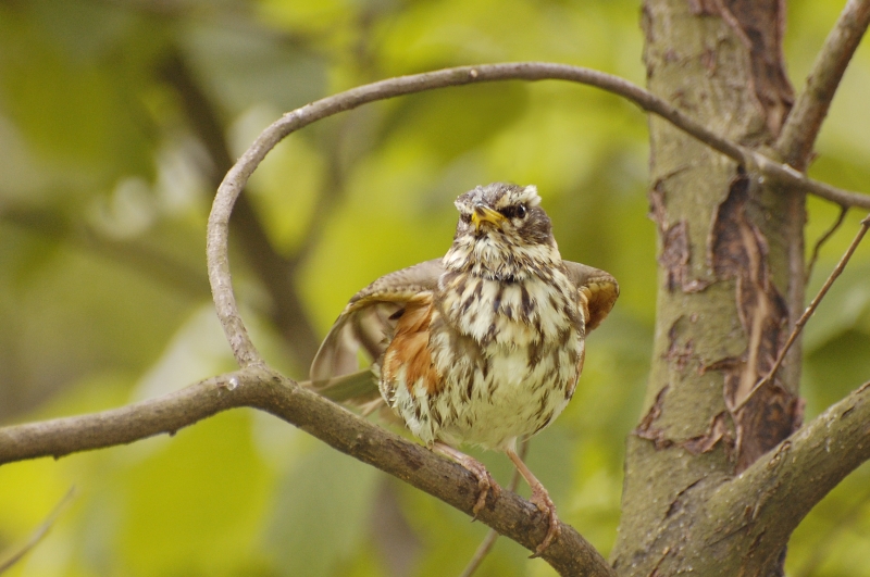 Redwing (Turdus iliacus)