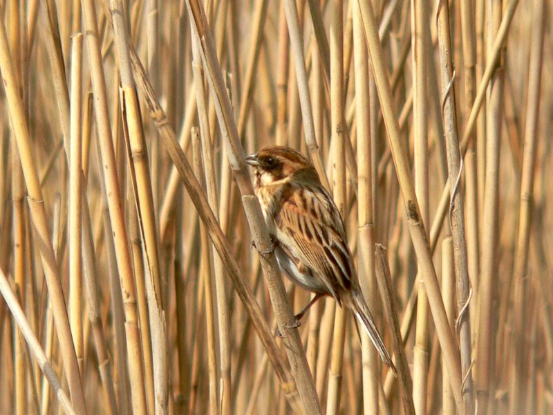 Reed Bunting (Emberiza schoeniclus)