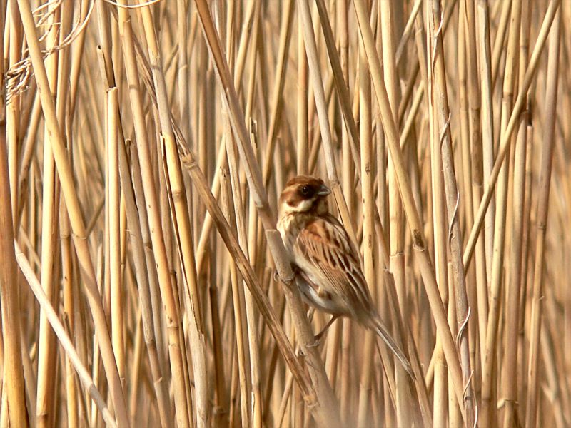 Reed Bunting (Emberiza schoeniclus)