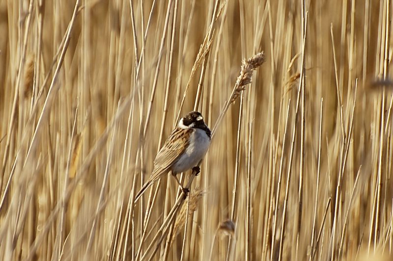 Migliarino di palude (Emberiza schoeniclus)