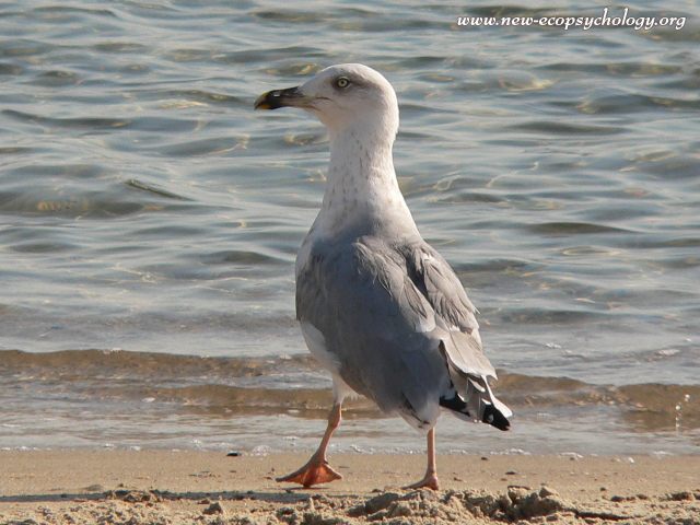 Ring-billed Gull (Larus delawarensis)