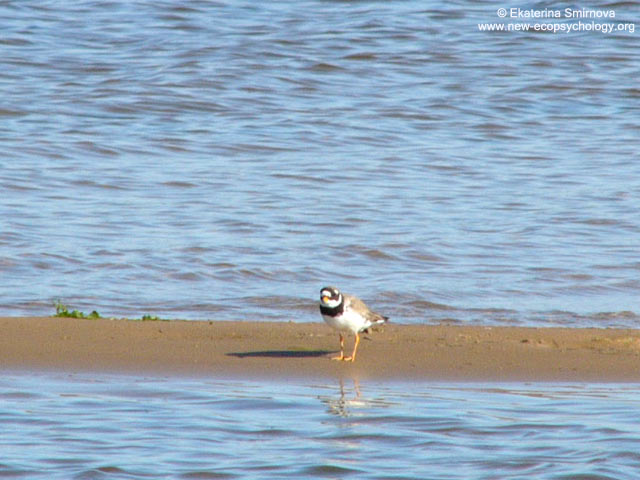 Ringed Plover (Charadrius hiaticula)