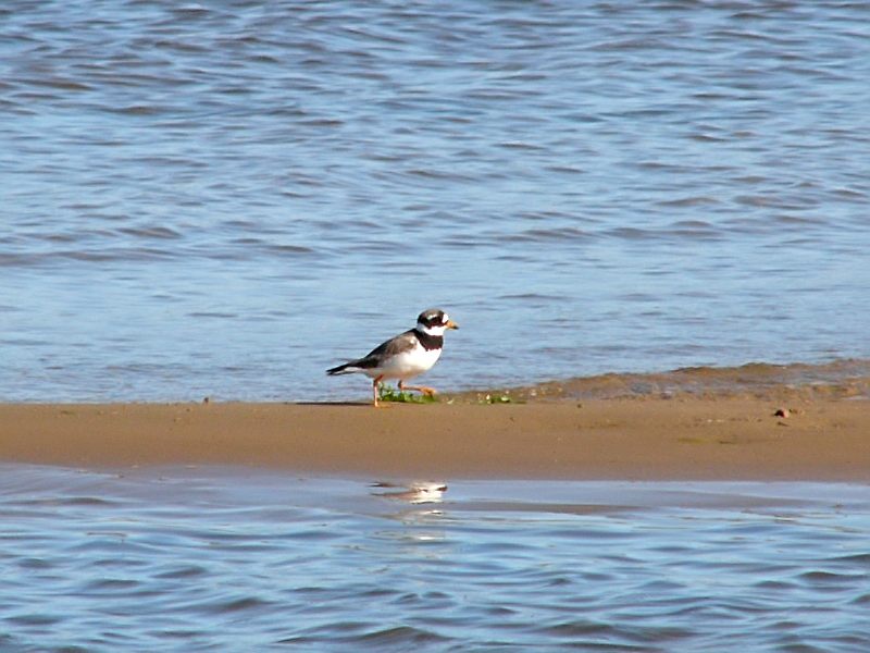 Ringed Plover (Charadrius hiaticula)