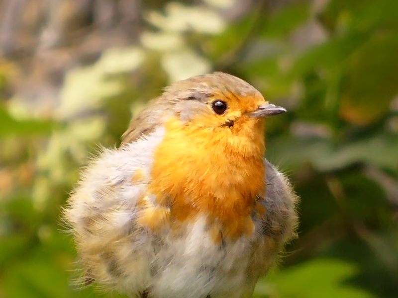 Robin (Erithacus rubecula)