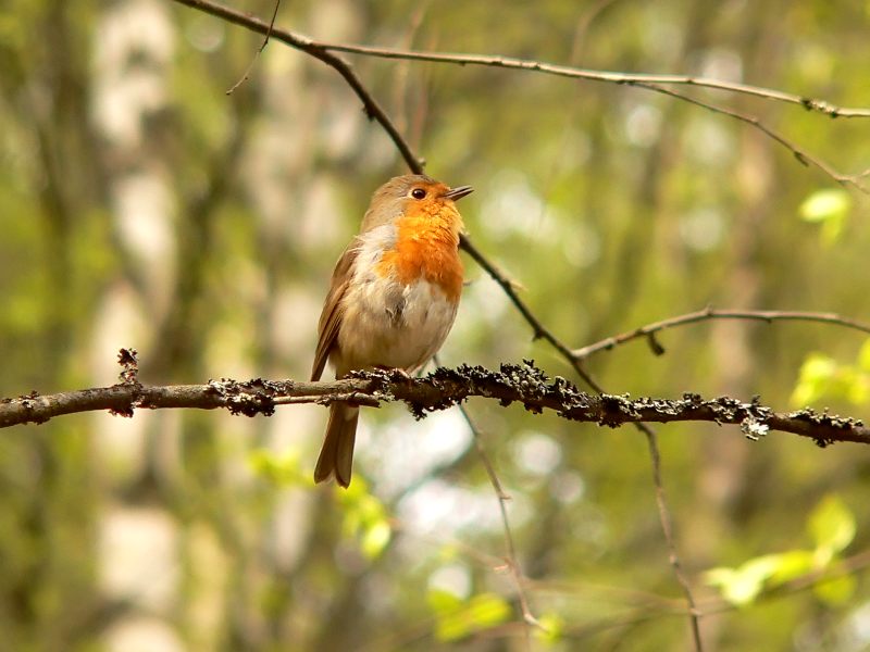 Robin (Erithacus rubecula)
