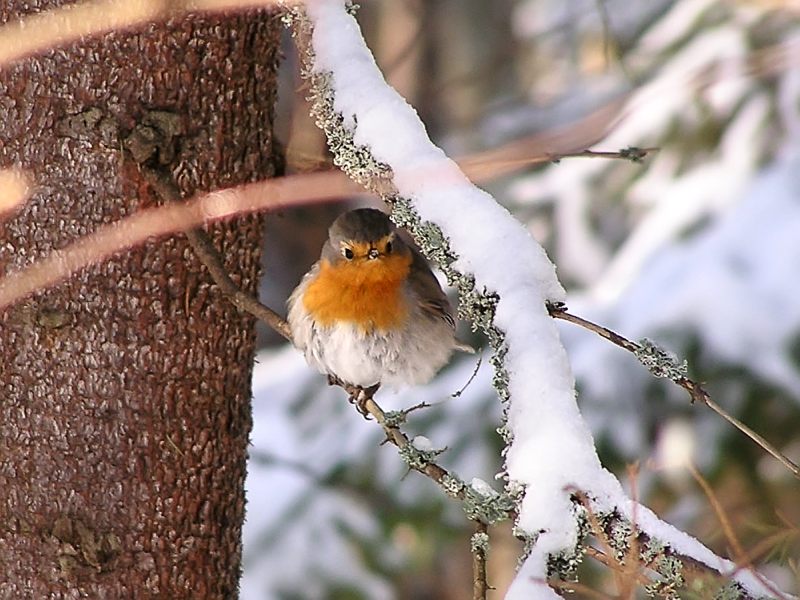 Pettirosso (Erithacus rubecula)