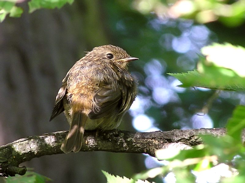 Pettirosso (Erithacus rubecula)