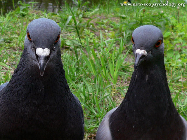 Rock Dove, Rock Pigeon (Columba livia)