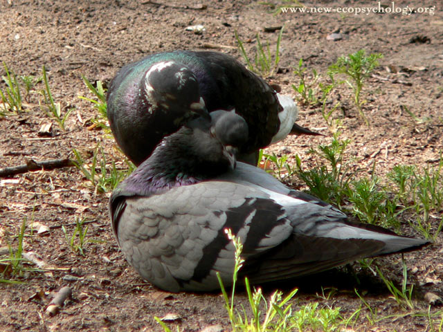 Rock Dove, Rock Pigeon (Columba livia)