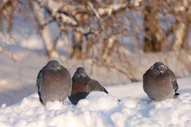 Rock Dove, Rock Pigeon (Columba livia)