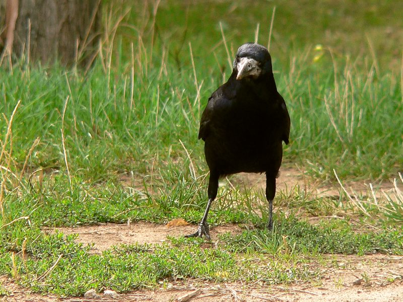 Rook (Corvus frugilegus)