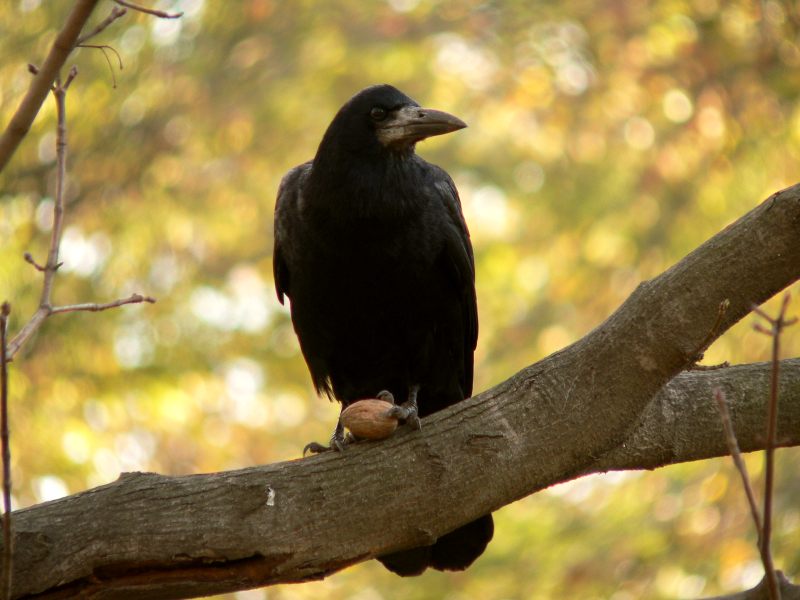 Corvo comune (Corvus frugilegus)