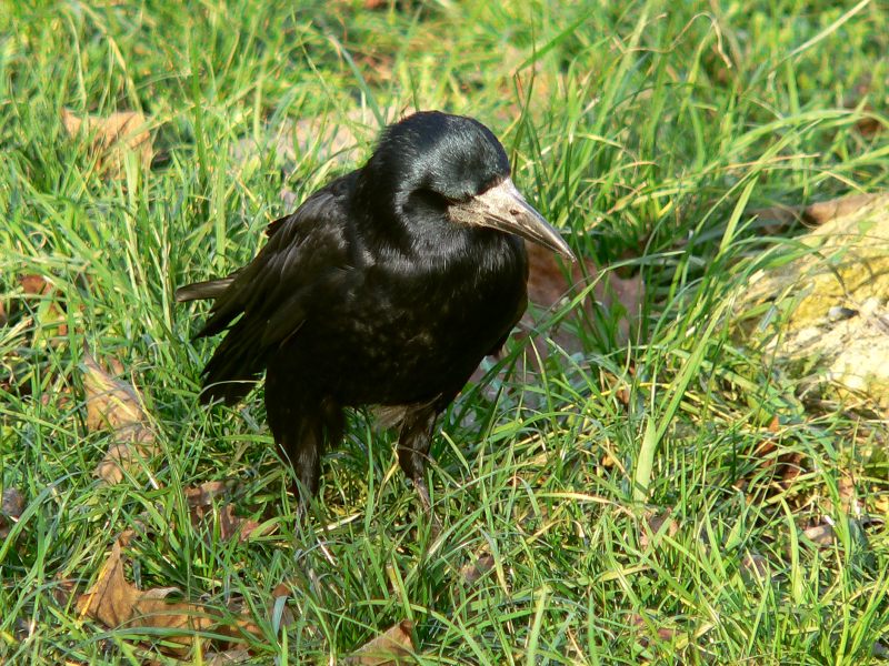 Rook (Corvus frugilegus)