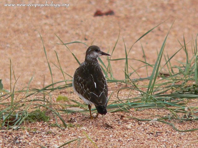 Ruddy Turnstone (Arenaria interpres)