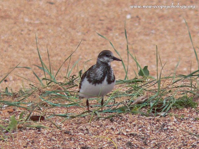 Ruddy Turnstone (Arenaria interpres)