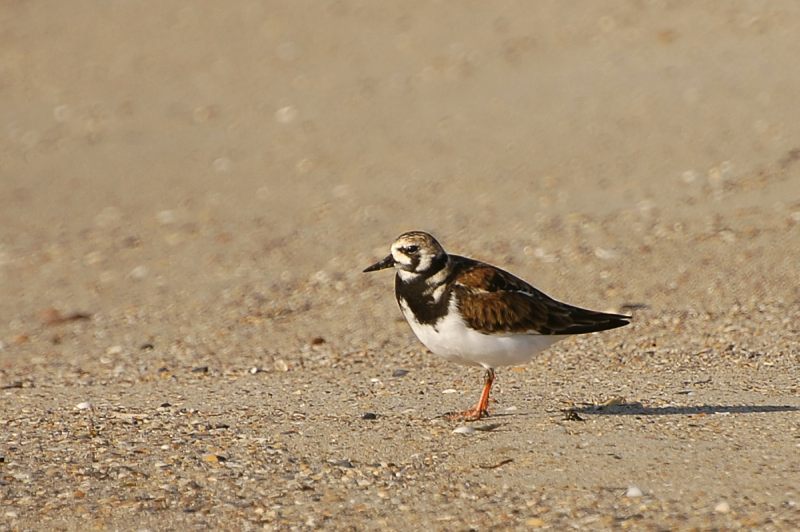 Ruddy Turnstone (Arenaria interpres)