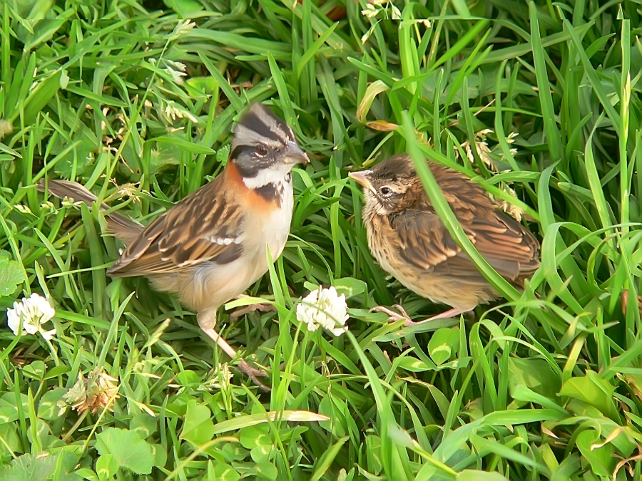 Rufous-collared sparrow (Zonotrichia capensis)