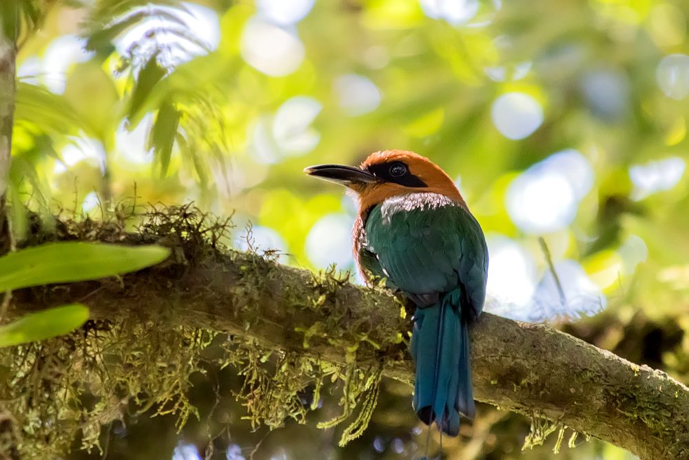 Rufous motmot (Baryphthengus martii)