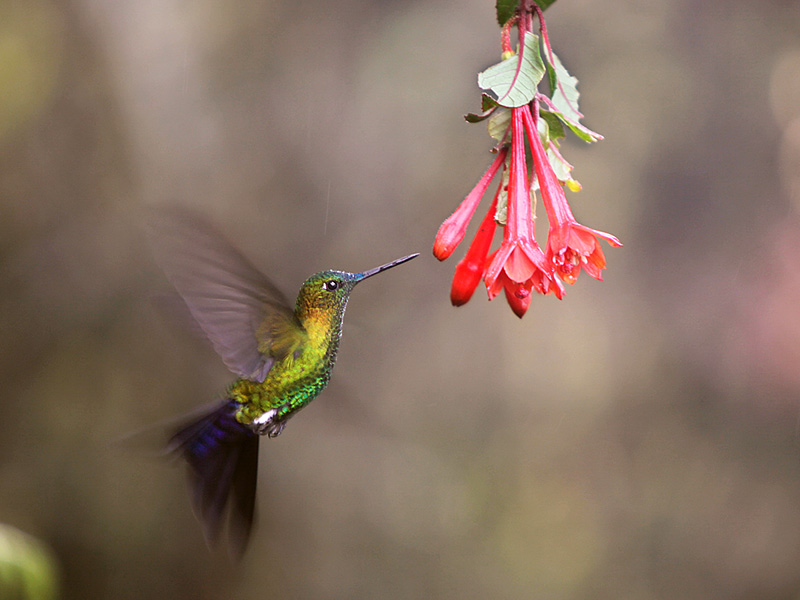 Sapphire-Vented Puffleg (Eriocnemis luciani)