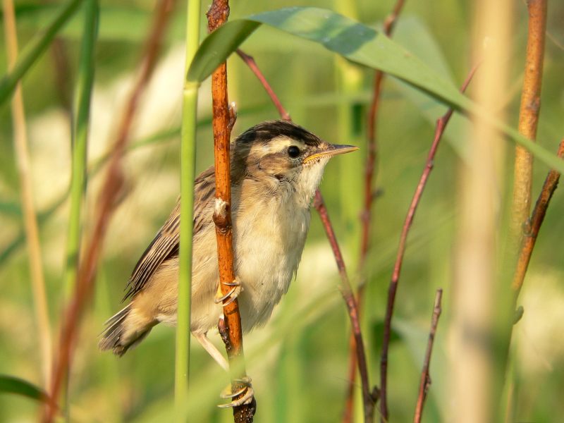 Sedge Warbler (Acrocephalus schoenobaenus)