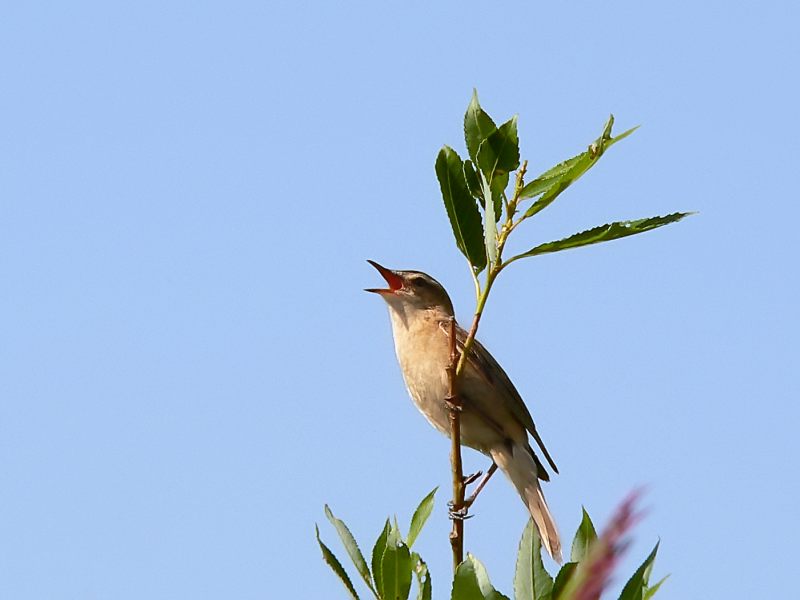 Sedge Warbler (Acrocephalus schoenobaenus)