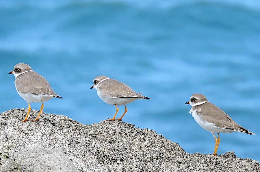 Semipalmated plover (Charadrius semipalmatus)