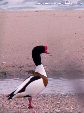 Shelduck (Tadorna tadorna)