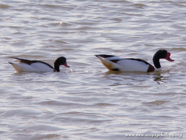Shelduck (Tadorna tadorna)