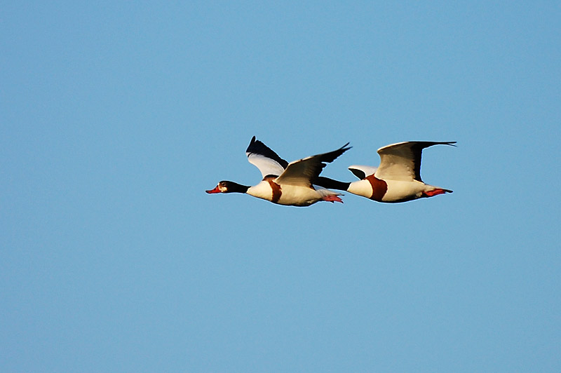 Shelduck (Tadorna tadorna)