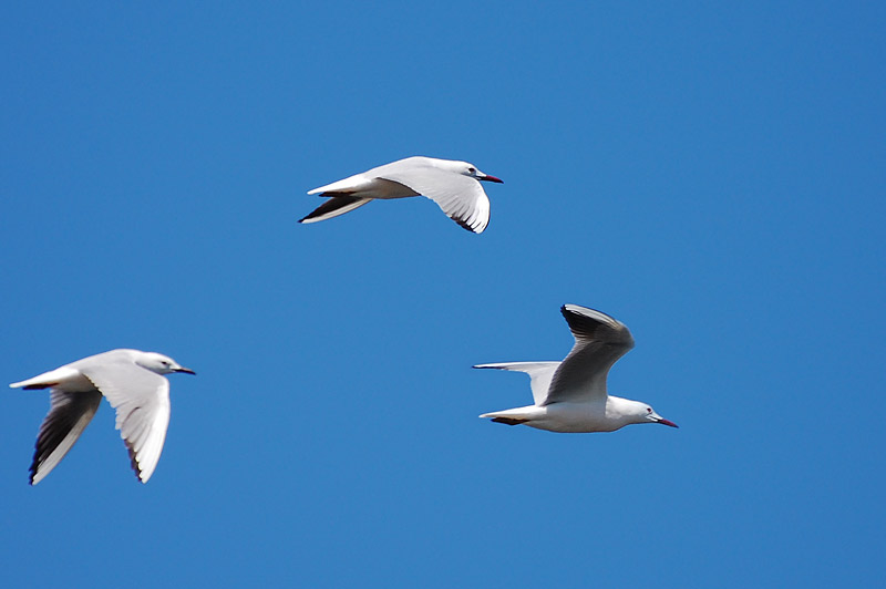 Slender-billed Gull (Larus genei)