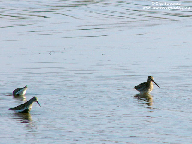 Snipe (Gallinago gallinago)
