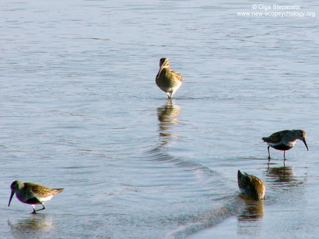 Snipe (Gallinago gallinago)