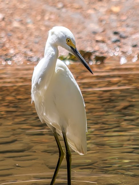 Snowy egret (Egretta thula)
