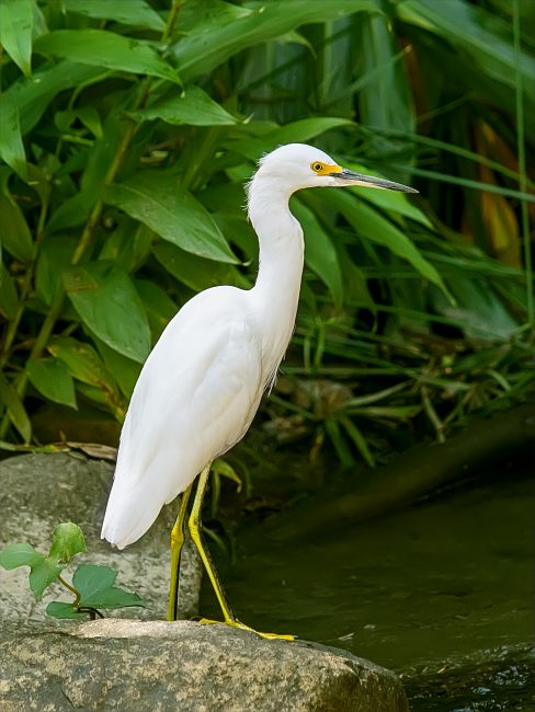 Snowy egret (Egretta thula)