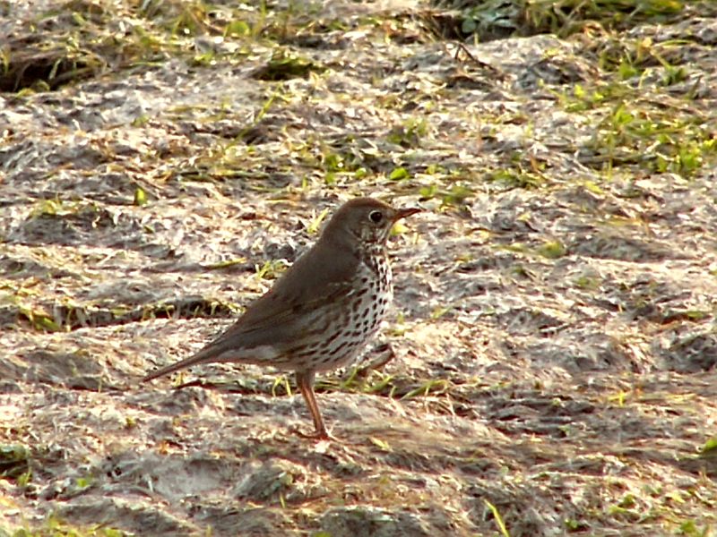 Song Thrush (Turdus philomelos)