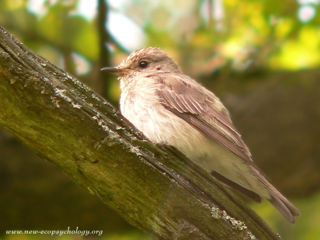 Spotted Flycatcher, Brown-streaked Flycatcher (Muscicapa striata)