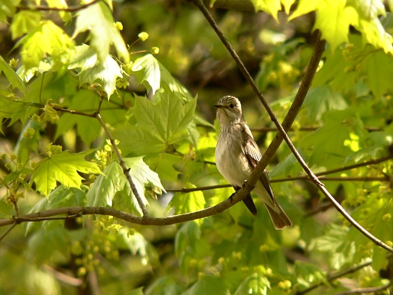 Spotted Flycatcher, Brown-streaked Flycatcher (Muscicapa striata)