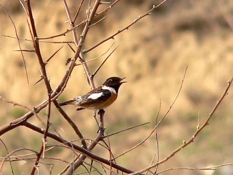 Stonechat (Saxicola torquata)