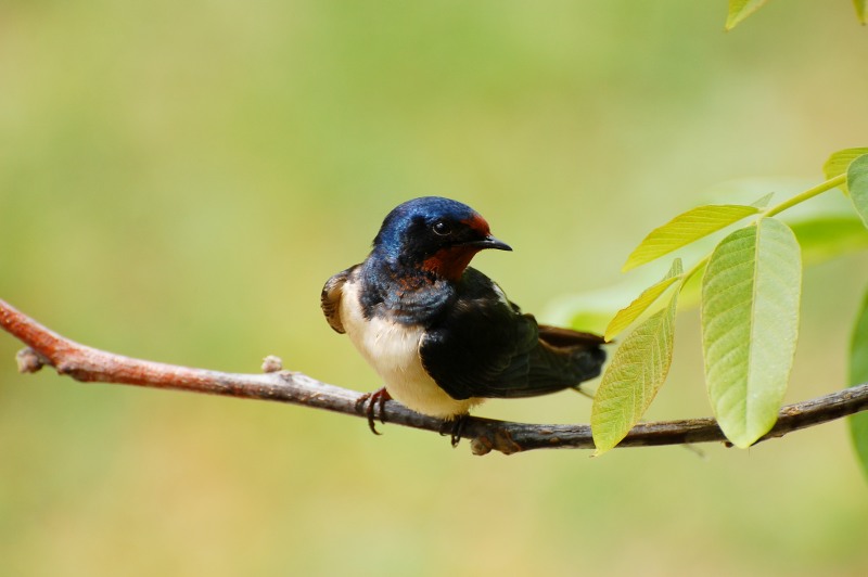 Swallow (Hirundo rustica)