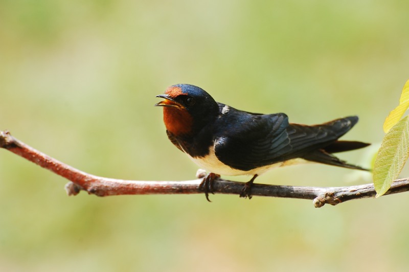 Rondine comune (Hirundo rustica)
