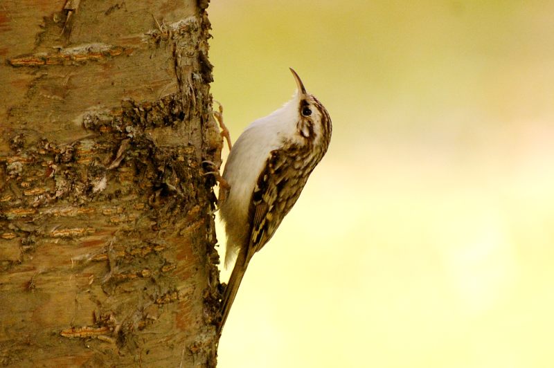 Eurasian Treecreeper (Certhia familiaris)