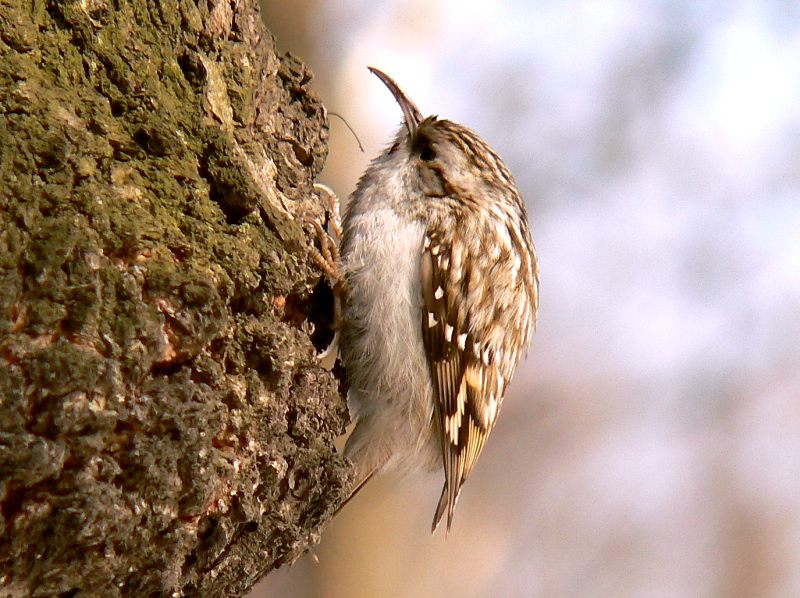 Eurasian Treecreeper (Certhia familiaris)